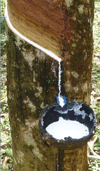 Natural latex sap collected from a rubber tree