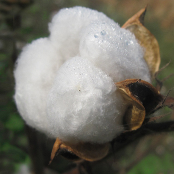 Organic cotton
