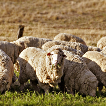 Natural wool, a natural fire barrier